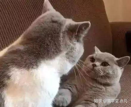 娱乐吃瓜君猫猫生气歌